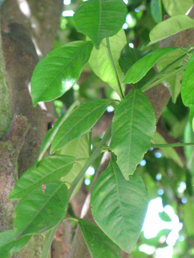              Shade leaves (Winter Haven, FL)       